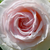 Alb - roz - Trandafiri târâtori și cățărători, Climber - Schwanensee®